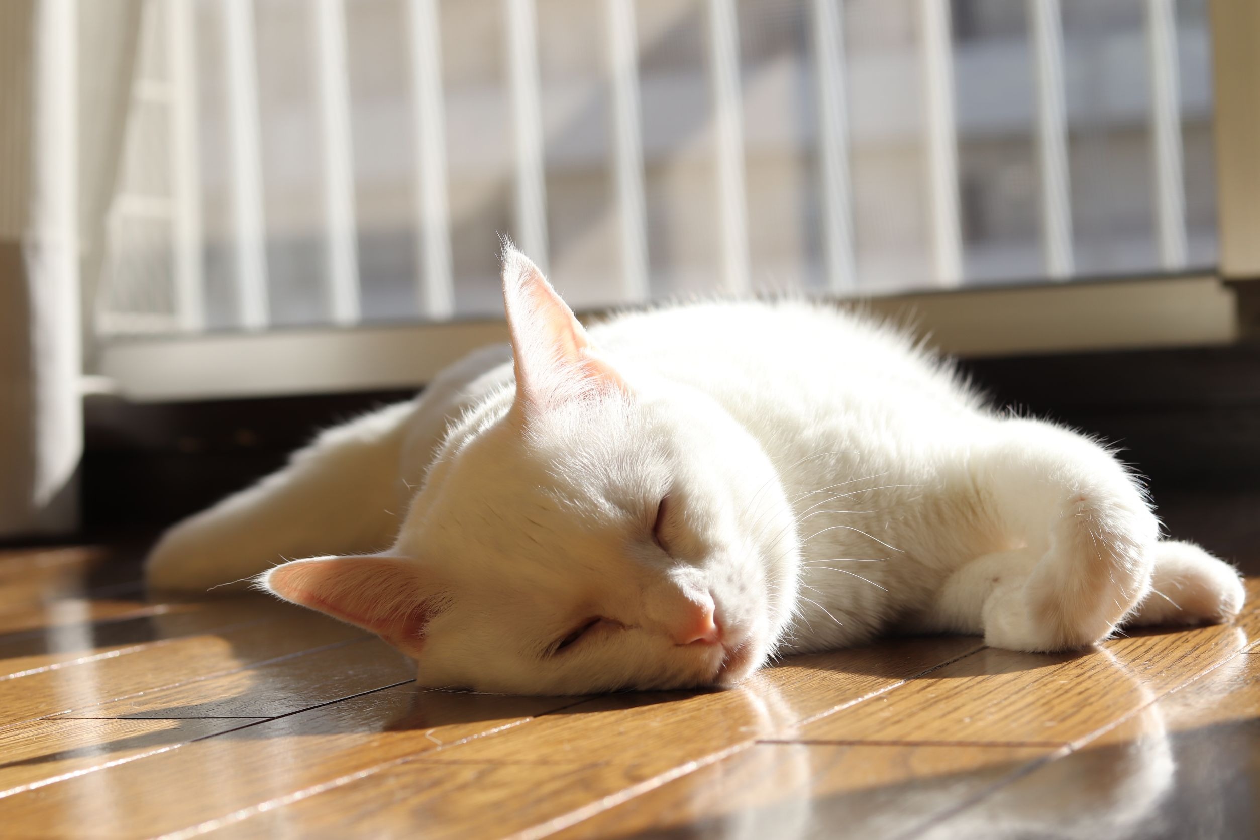 日向で寝ている猫