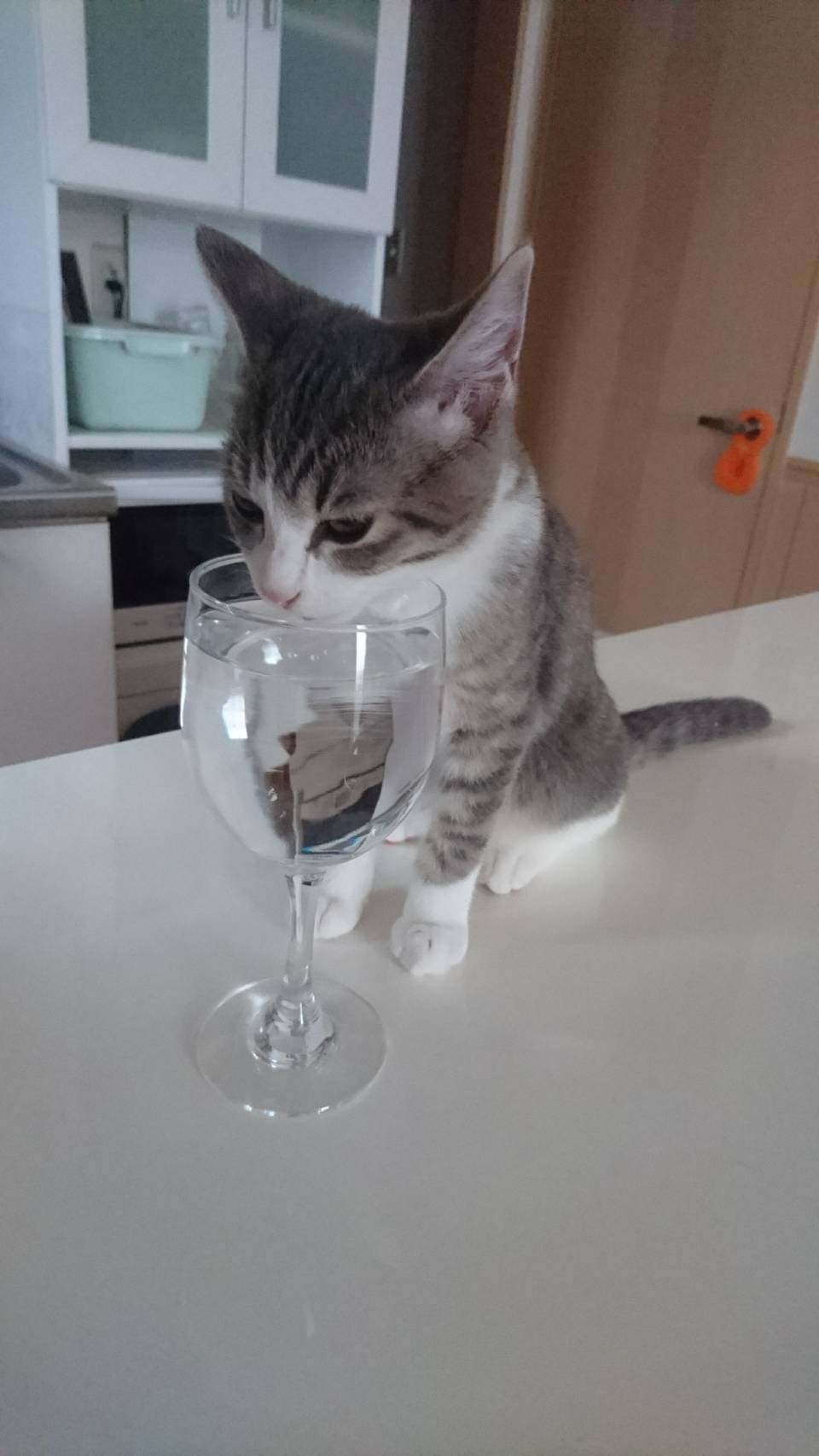 飼い主の飲み物を飲む猫