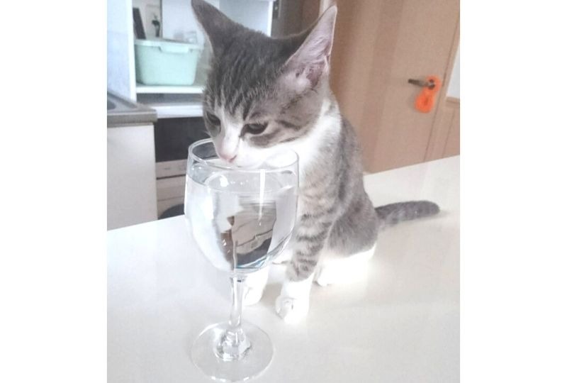 【猫の不思議】愛猫が飼い主の飲み物ばかり飲む！その行動に隠された4つの心理とは？
