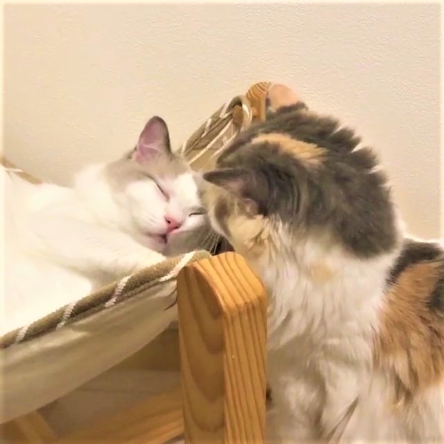 猫　キス