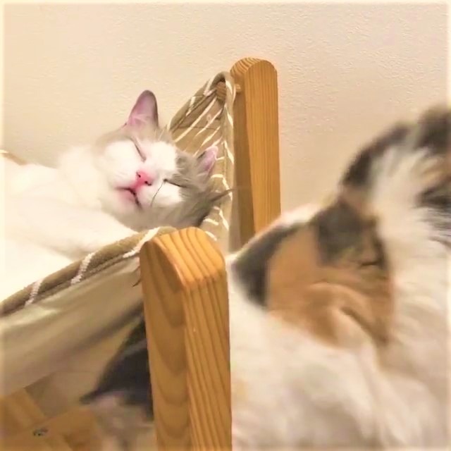 猫　キス