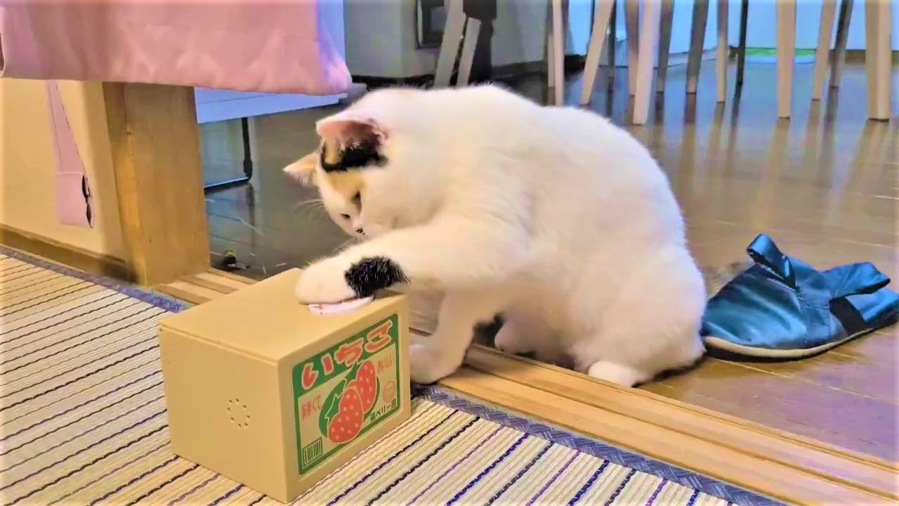 猫　貯金箱
