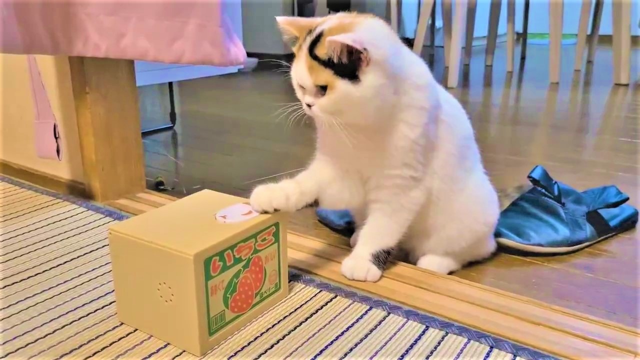 猫　貯金箱