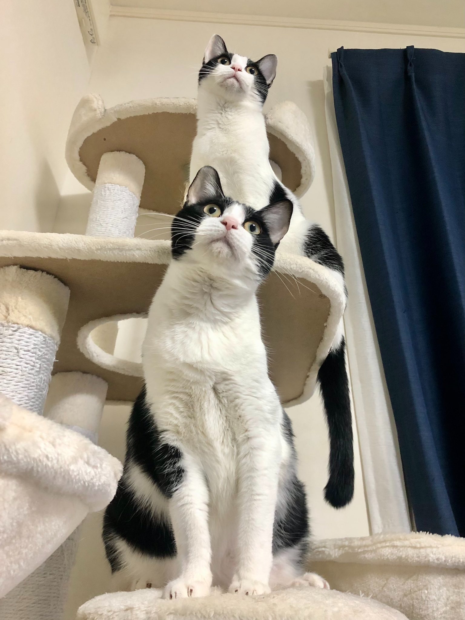 キャットタワーに同じ格好で座る猫たち