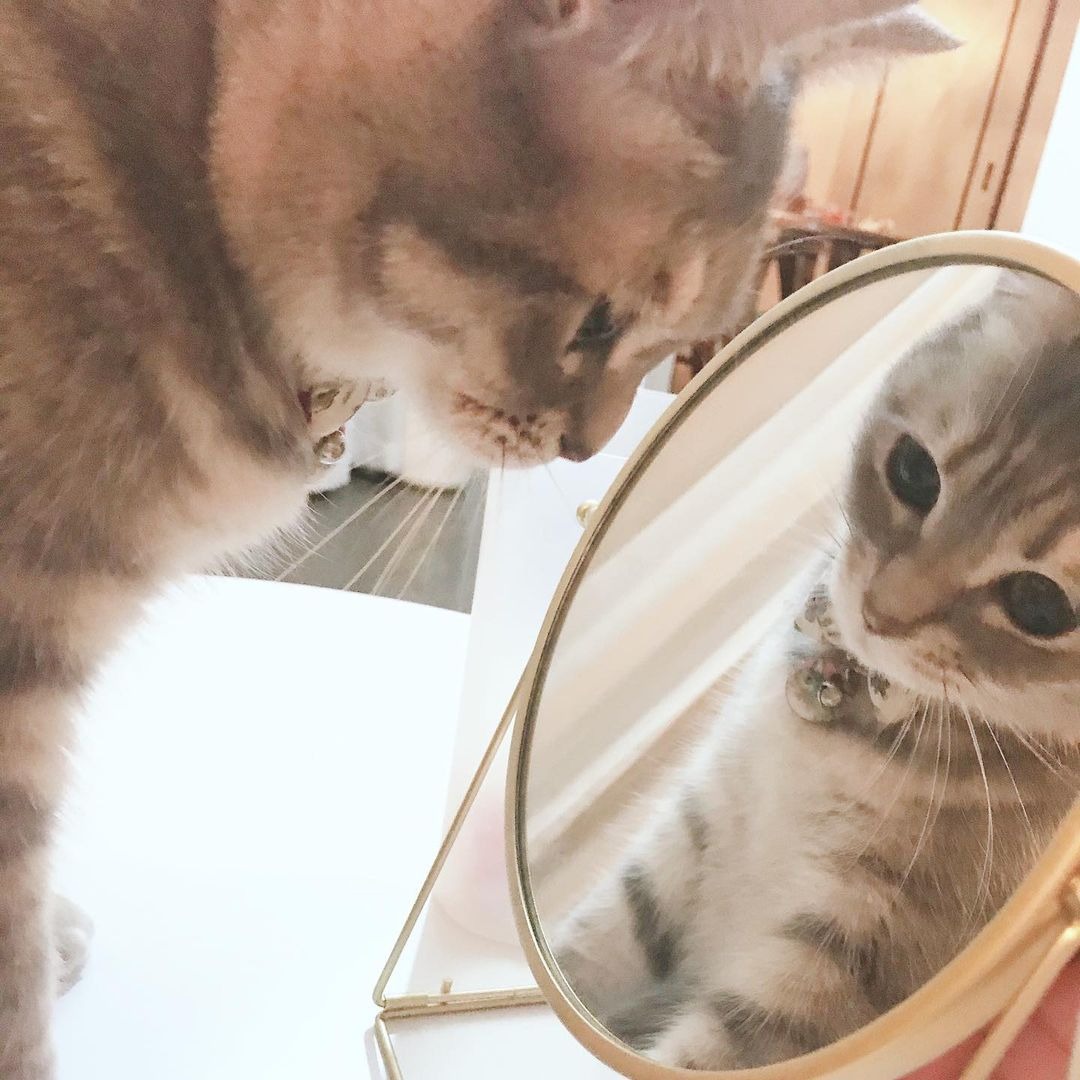 鏡を見つめる猫