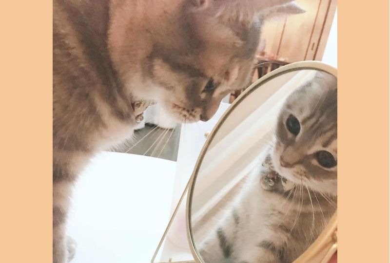 「何てイケメンにゃんだ！」鏡に映る自分の姿に“うっとり”見惚れるニャンコが可愛すぎ