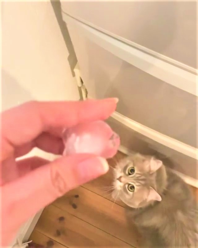 猫　氷