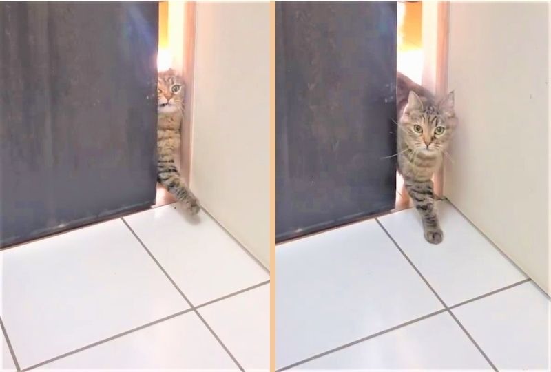 飼い主のトイレ中はチャンス！お手手とお顔をフル活用して入室しようとする猫ちゃんが笑える！