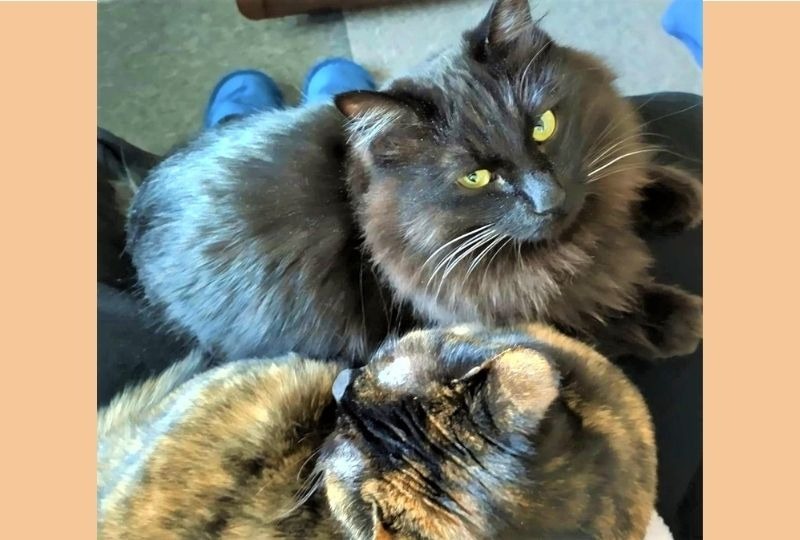 【幸せの重み】お膝の上でくつろぐ姉弟猫。重いけど…可愛すぎて動けない！