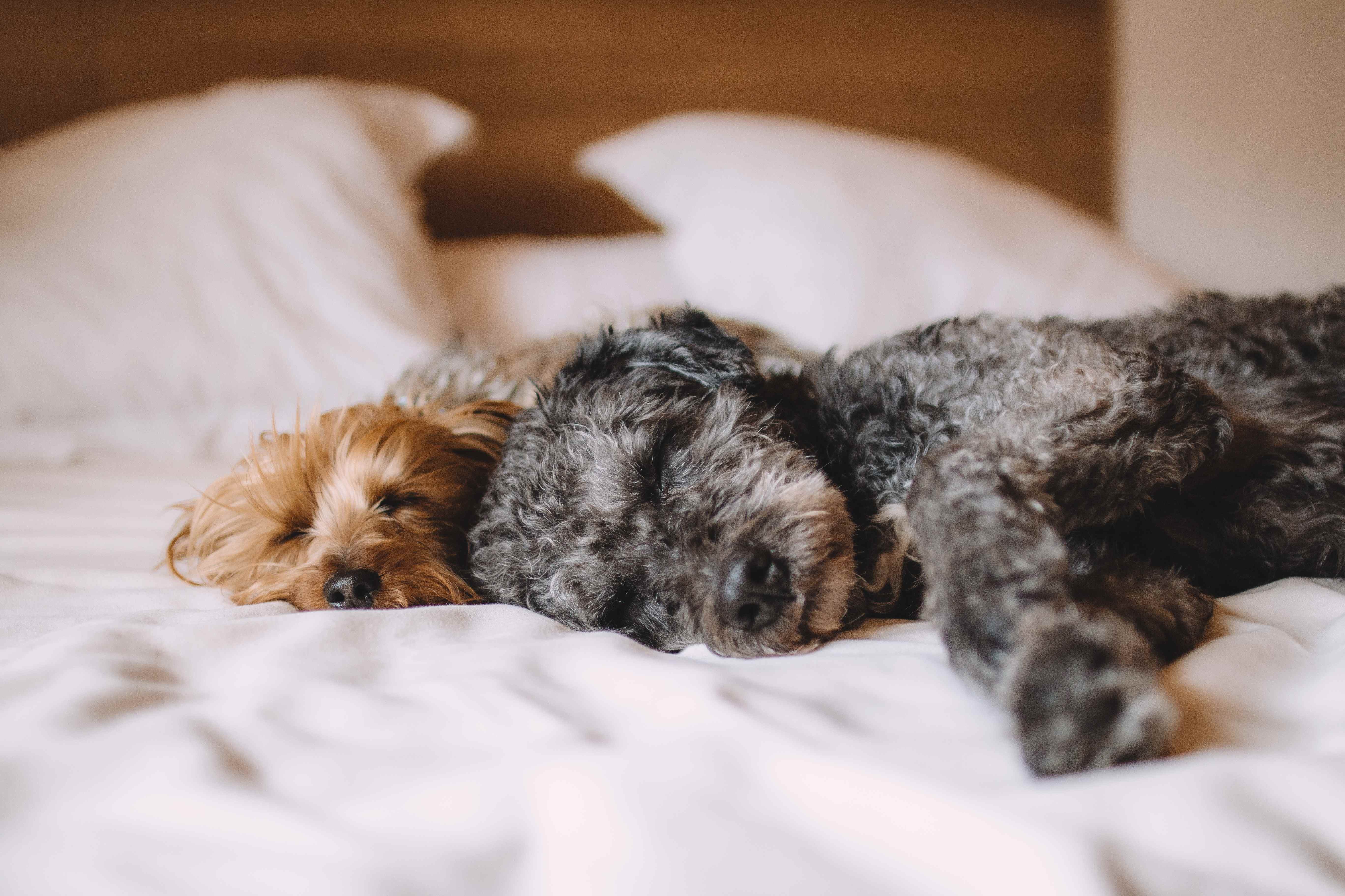 ベッドの上で寝ている2匹の犬