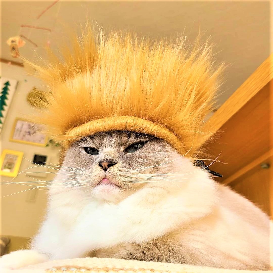 猫　帽子