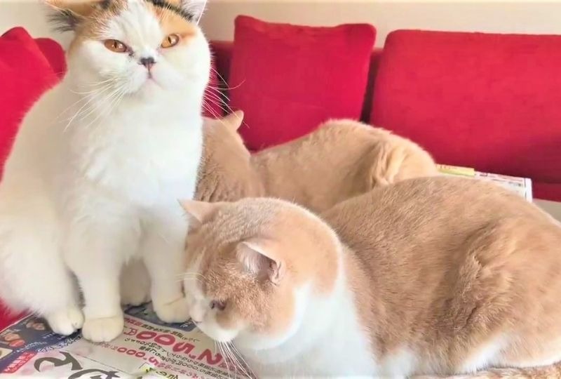 【猫あるある】新聞を広げると集合する猫たち「ここが一番気持ちいニャ」
