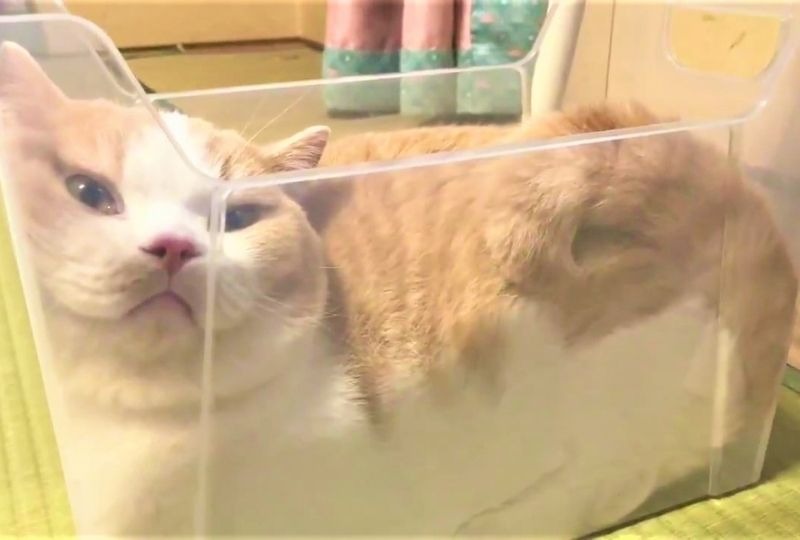 【猫は液体】小さいケースに収まる猫くん。この窮屈感がたまらないらしい…