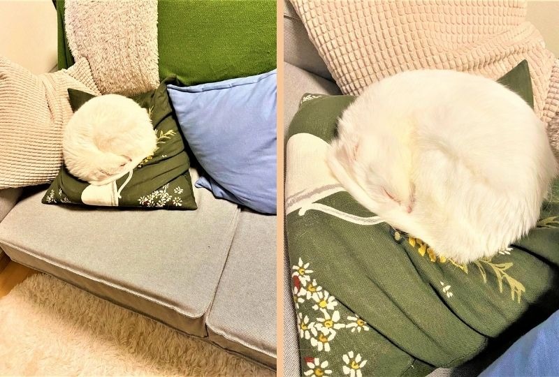 【見逃し注意】白いクッション……?!完全に擬態している猫さんに仰天。