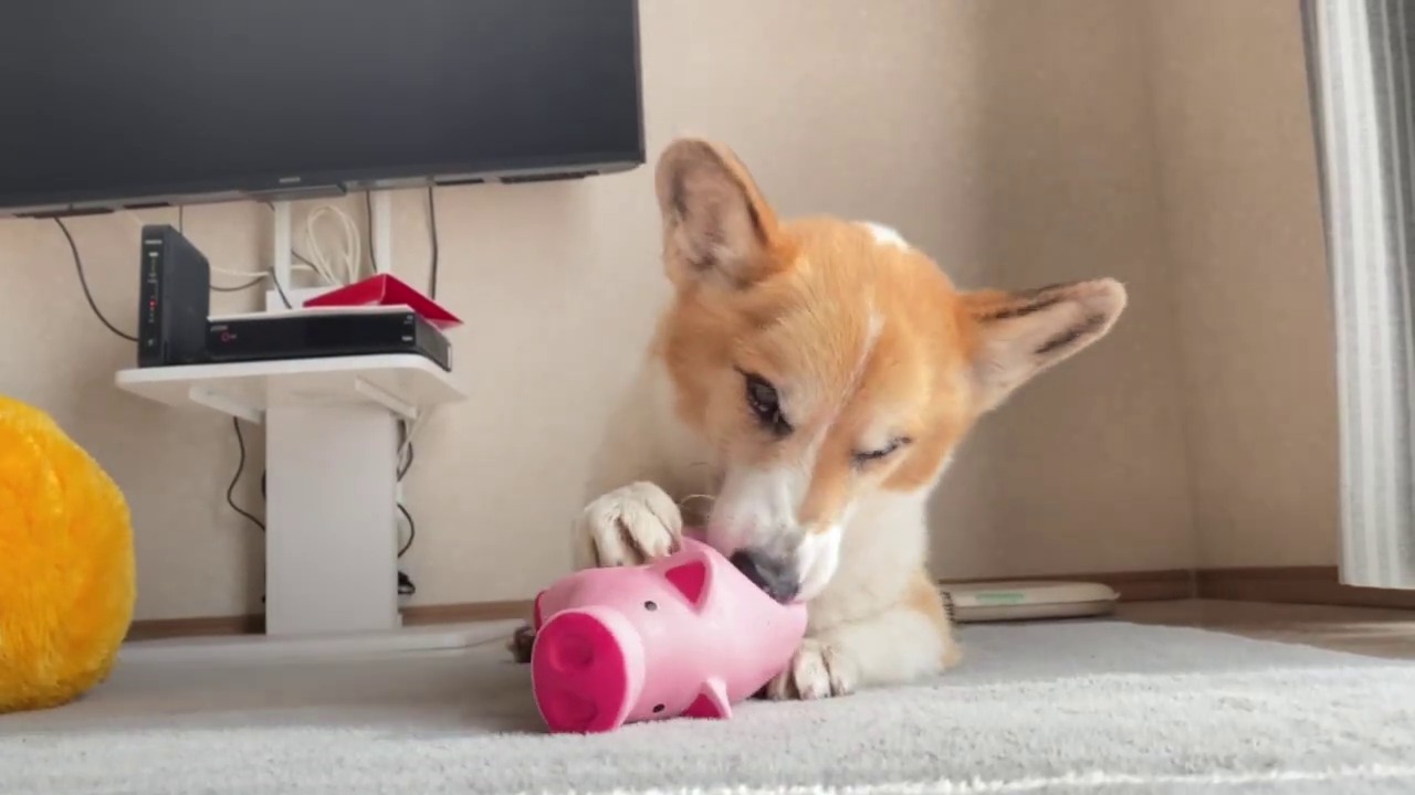 豚のおもちゃと遊んでいるコーギー