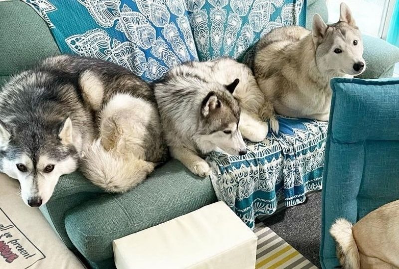 ワンコ界に“三密”は関係ない?!ソファーに大集合するハスキー犬たちが可愛い