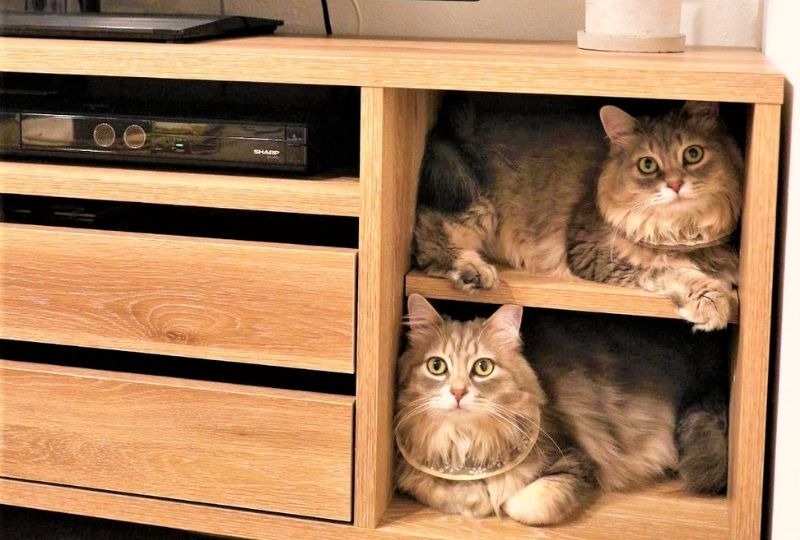 棚にスッポリ収納された双子の猫ちゃん。あまりの可愛さにファンくぎ付け！