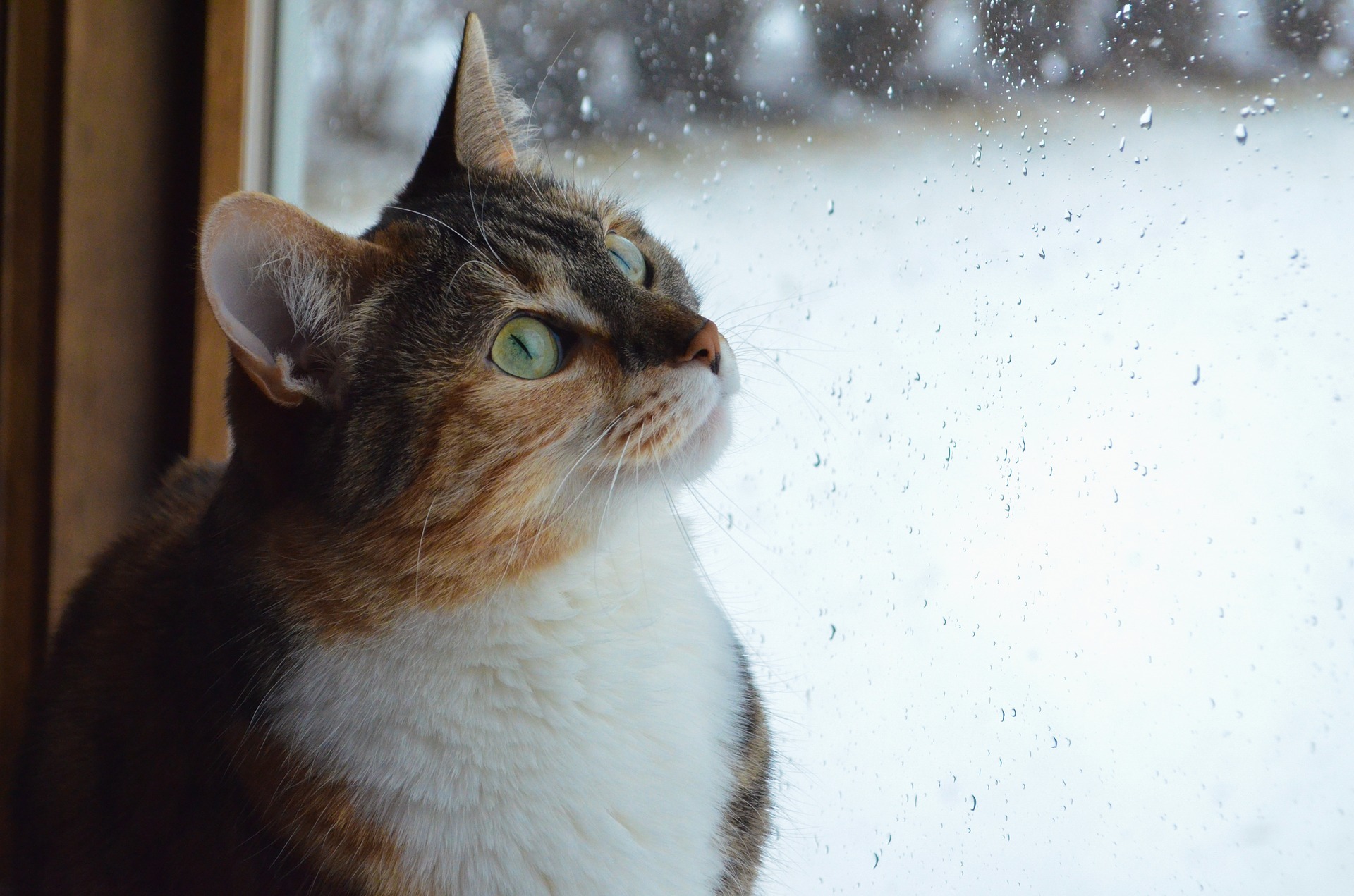 猫も梅雨の時期は体調不良になりやすいって本当？今からできる対策をご紹介！