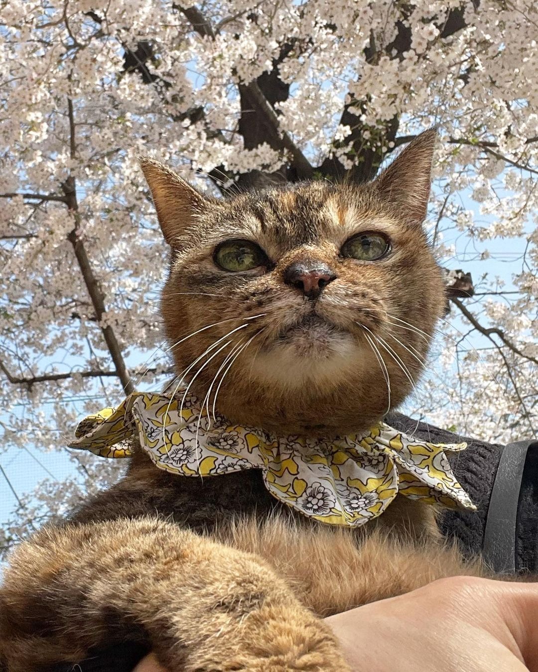 桜を見ている猫