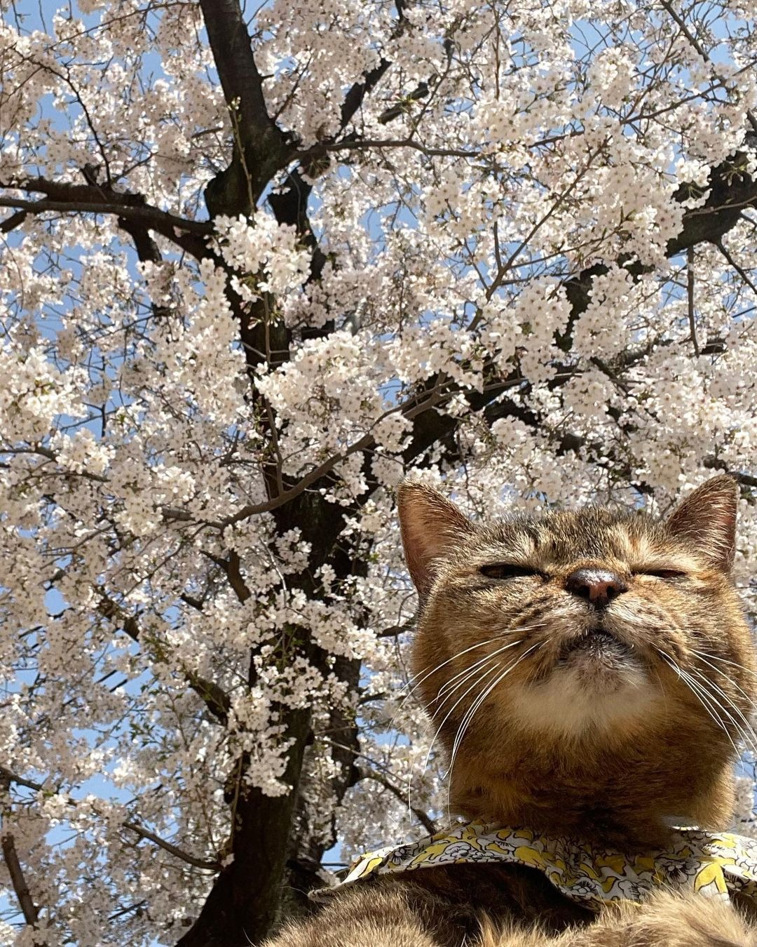 桜を見ている猫