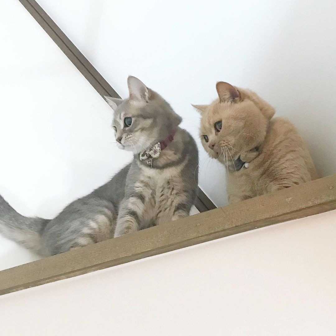 キャットウォークの上で佇む2匹の猫