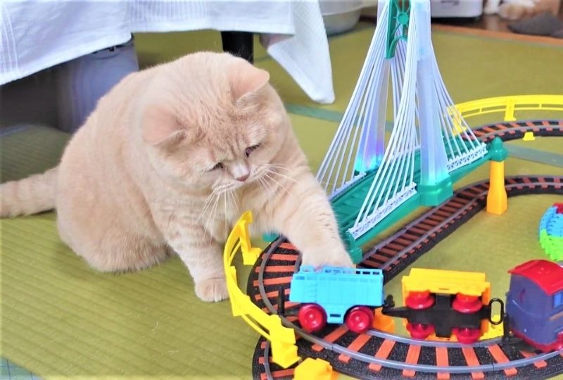 「ニャにこれ…？」足元を走る電車に興味津々な猫さんたち。未知の物体にキョトン顔が止まらない