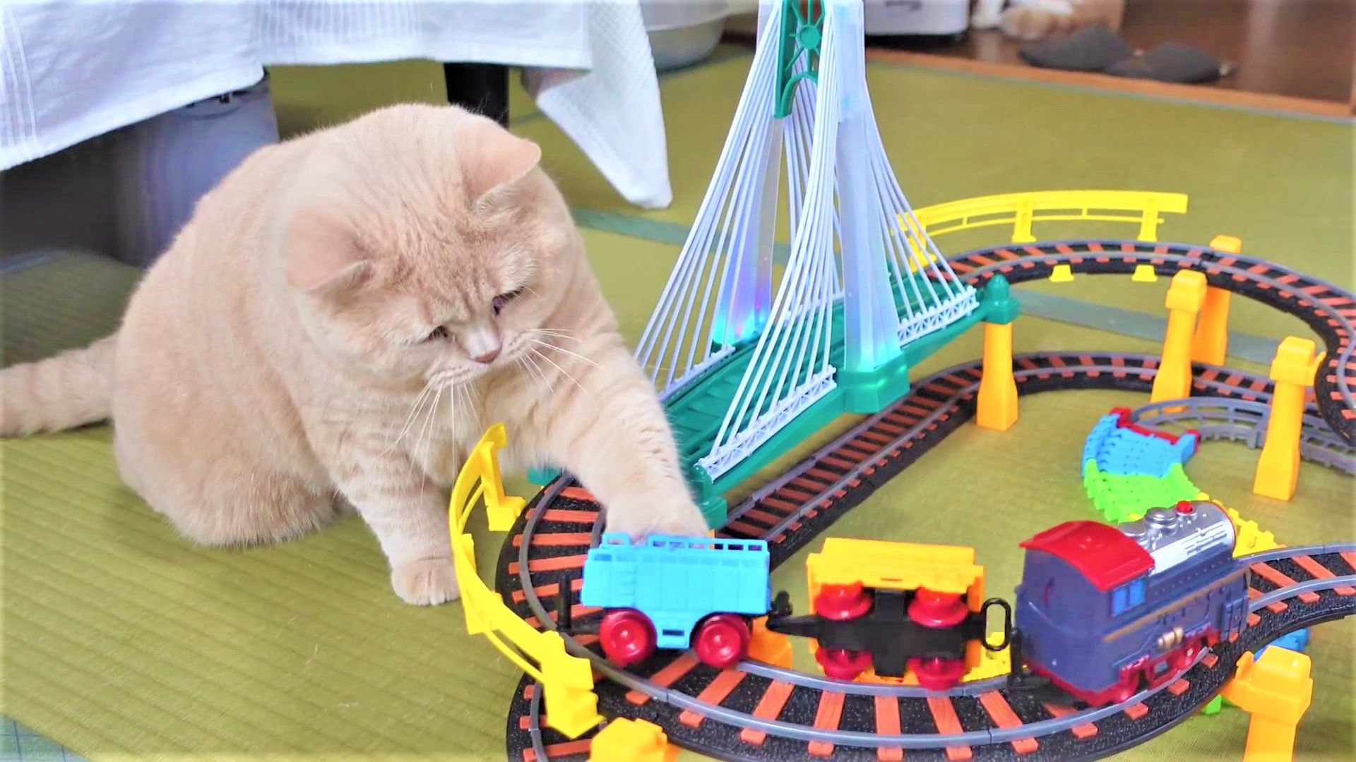 猫　電車