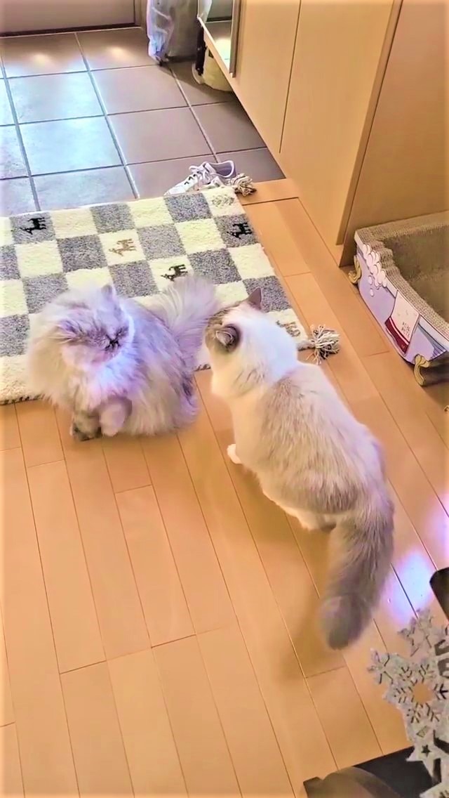 猫　仲良し