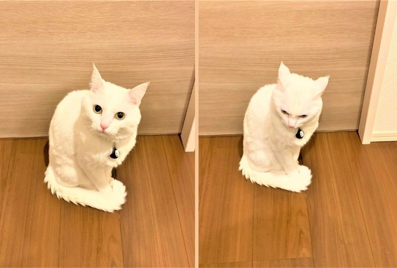 ドアを開けてほしい猫。可愛いおねだり顔と断られた瞬間のオコ顔が違い過ぎて爆笑！