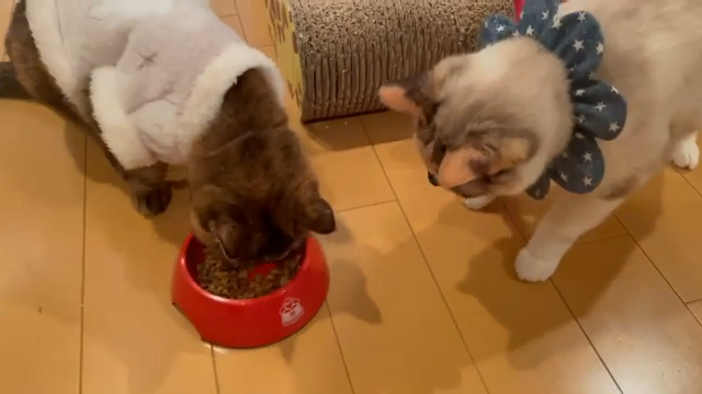 エサを食べる猫を見つめている猫