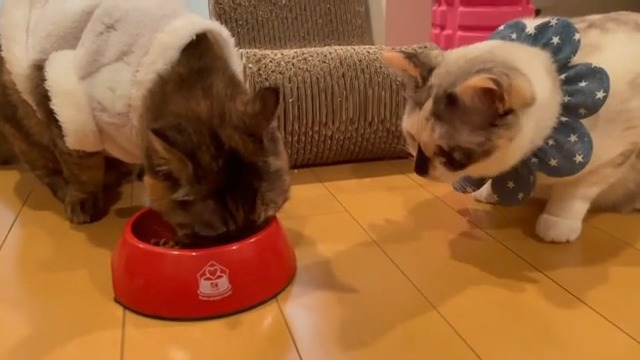 エサを食べている猫を見ている猫
