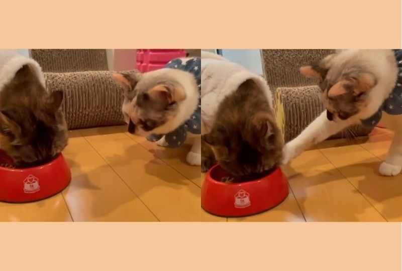 1歳の子猫vs20歳のおばあニャン。ご飯をかけた【コントみたいな攻防戦】に爆笑