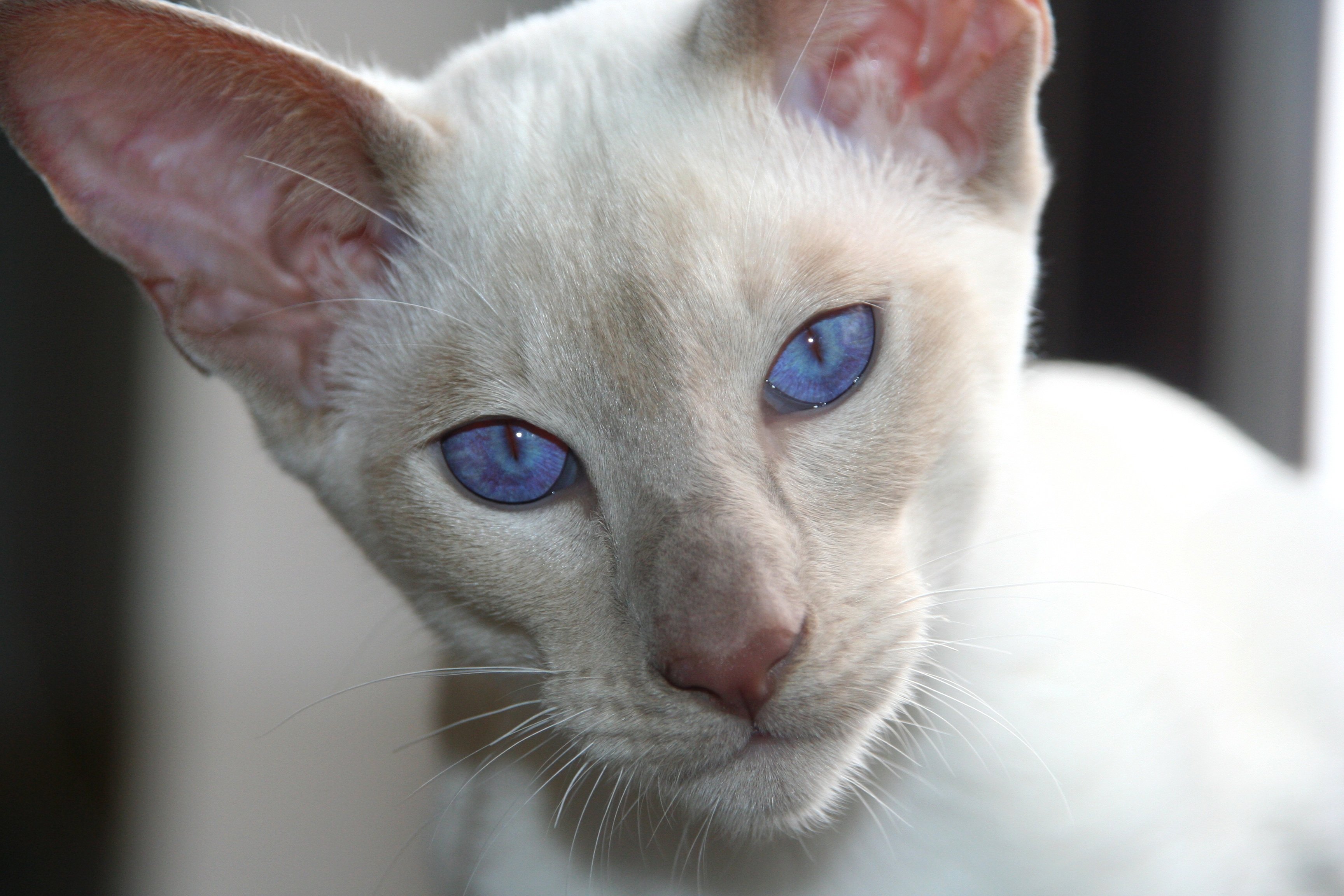 ブルーの瞳をしたシャム猫