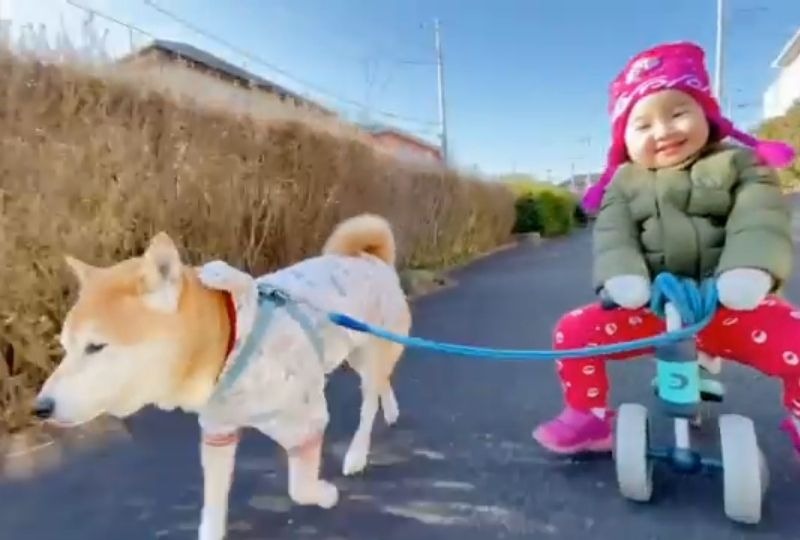 【ほのぼの光景】娘ちゃんの三輪車を引いて一緒にお散歩する柴犬くん。ルンルンな2人が可愛い