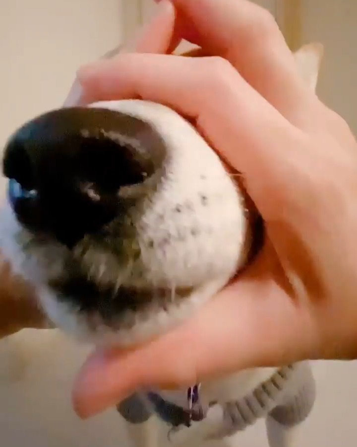 手の輪っかに鼻を入れる柴犬