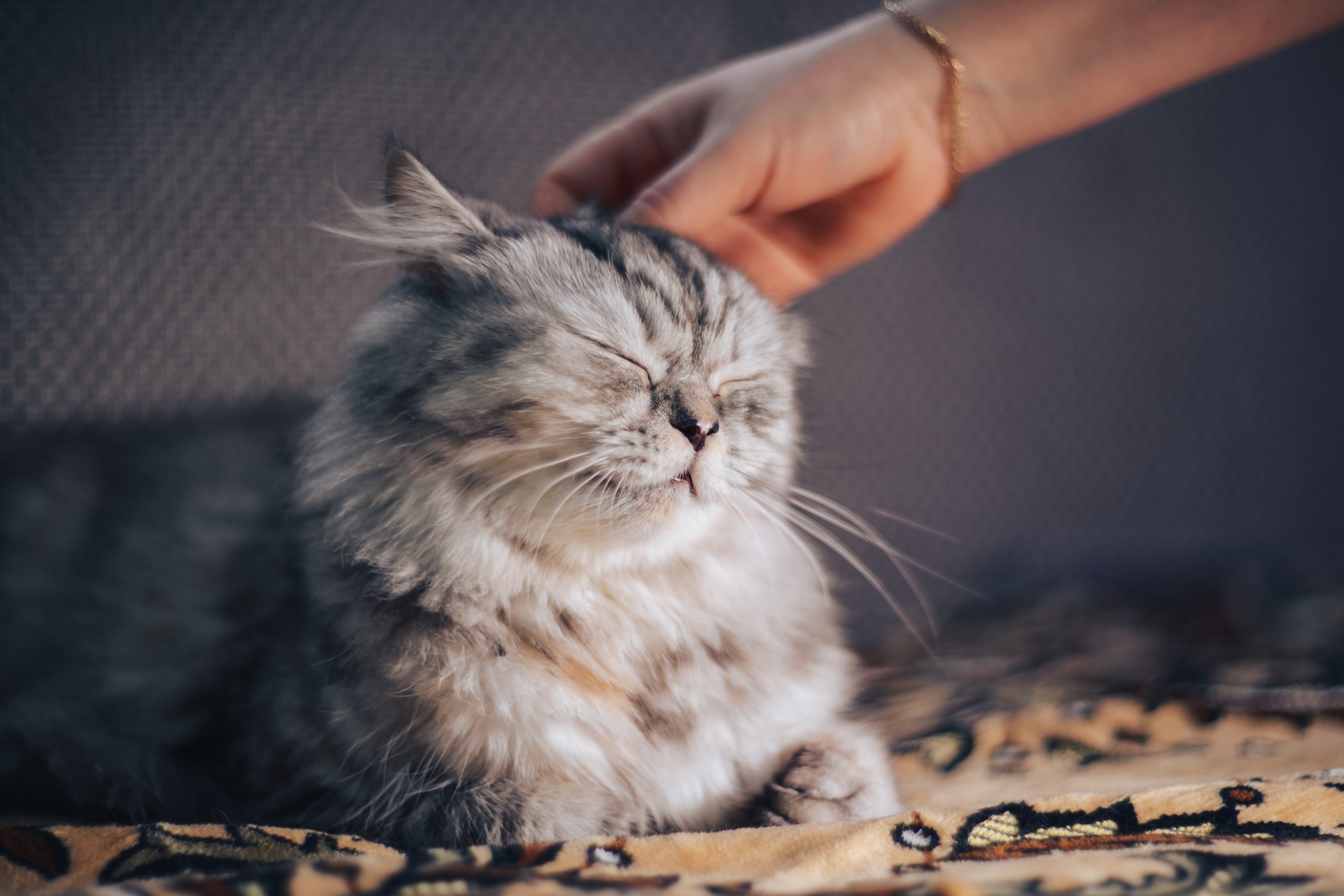 猫が寝ているときに触ってもいい？正しいタイミングと触り方を解説！