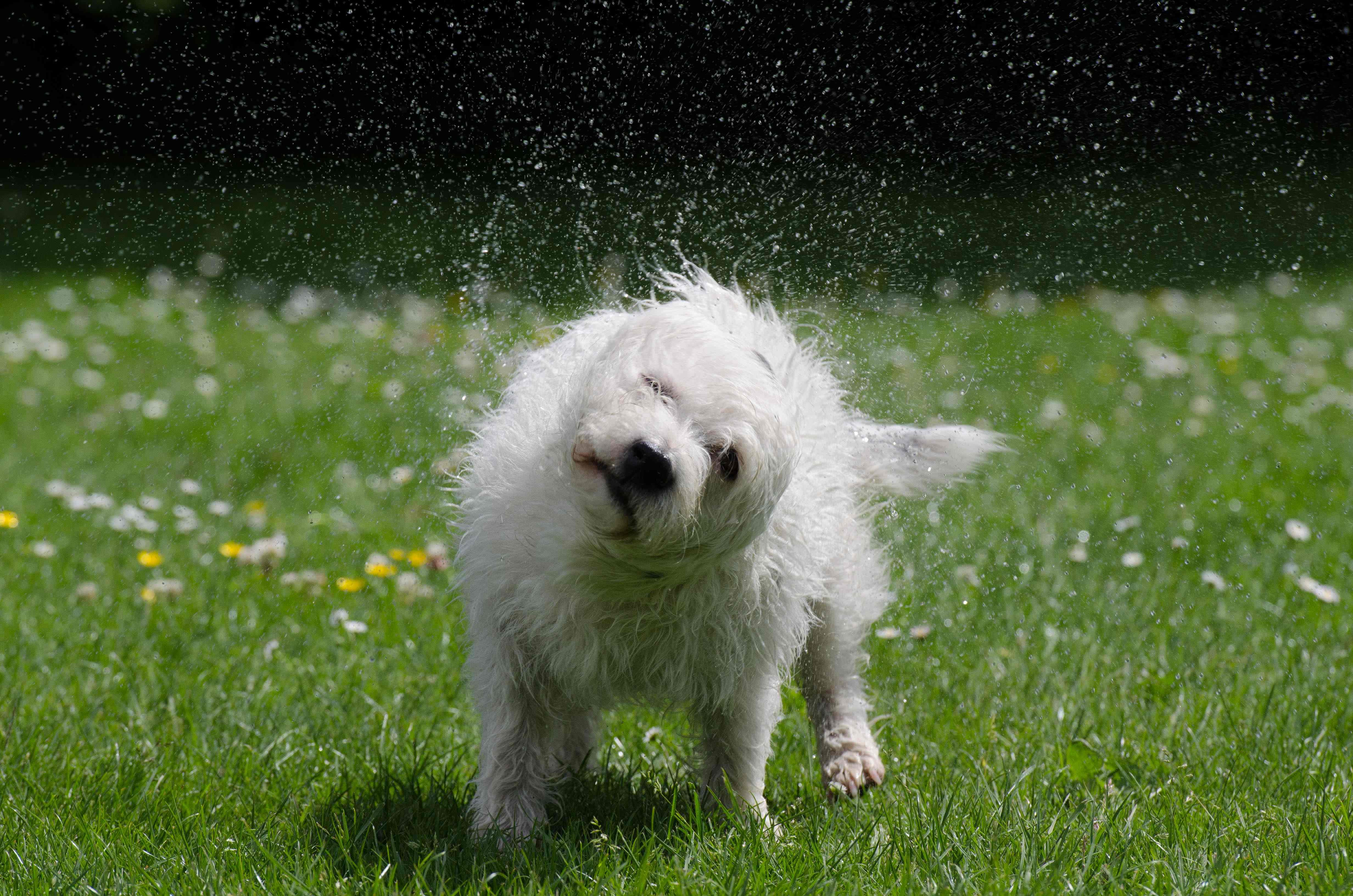 濡れた体を震わせて乾かしている犬