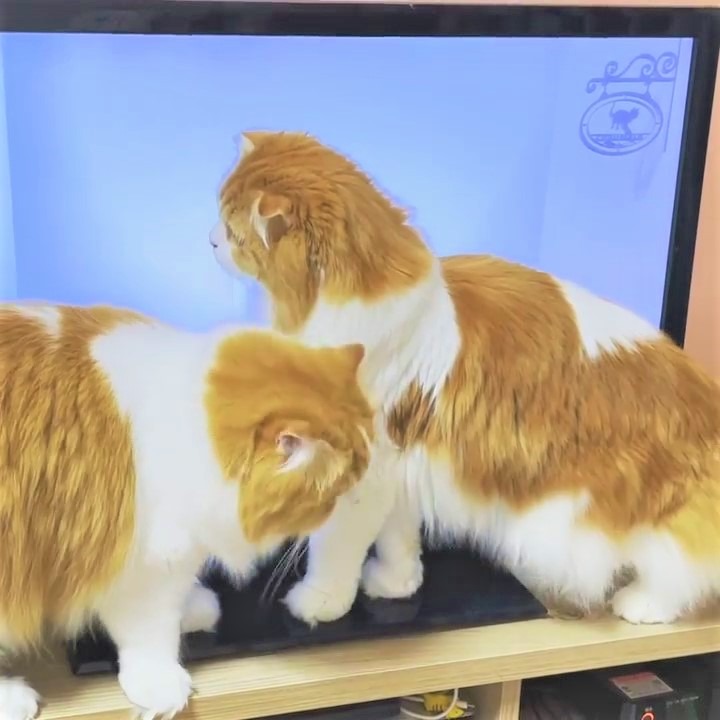 猫　画面