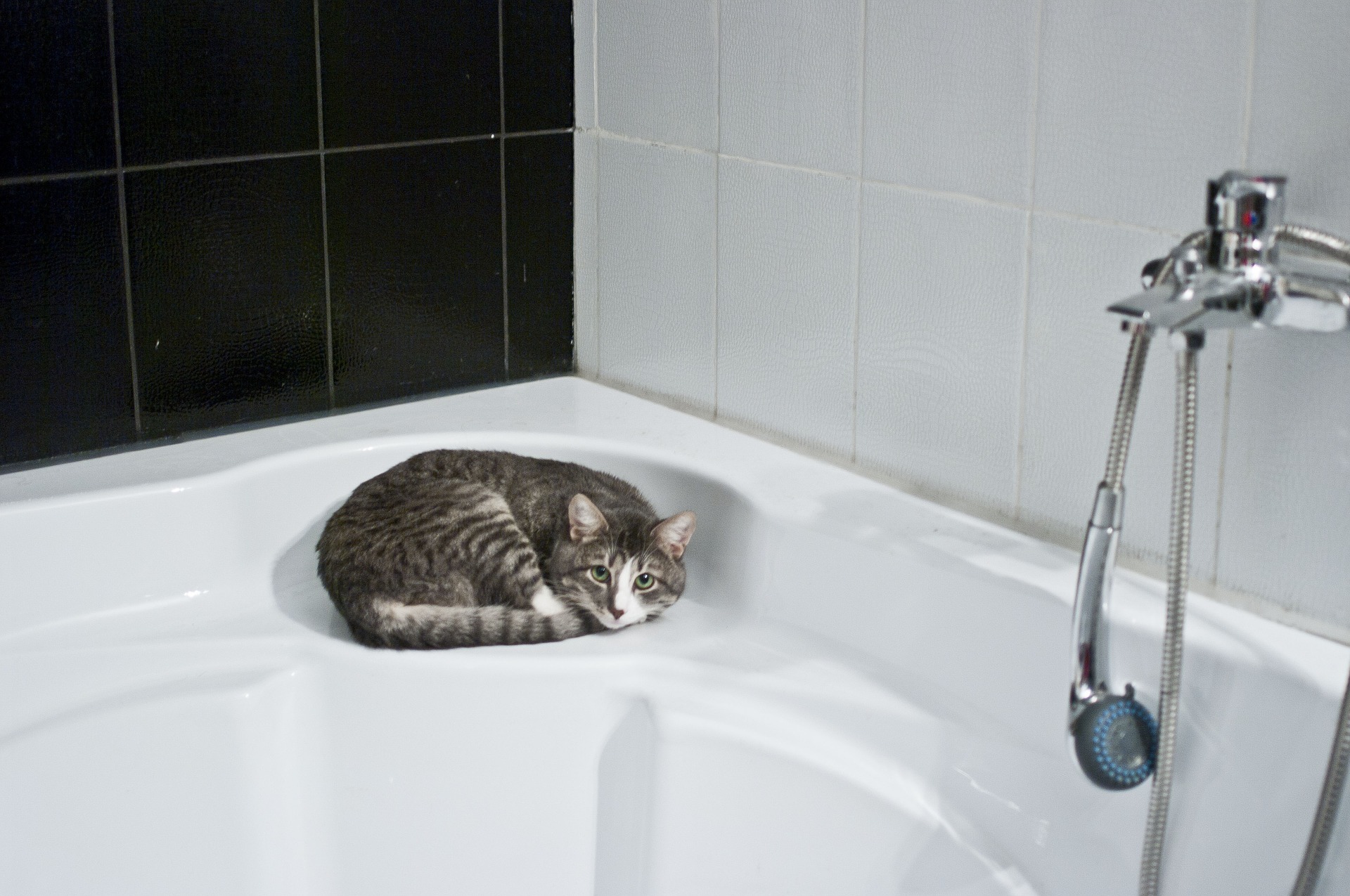 お風呂場で待つ猫