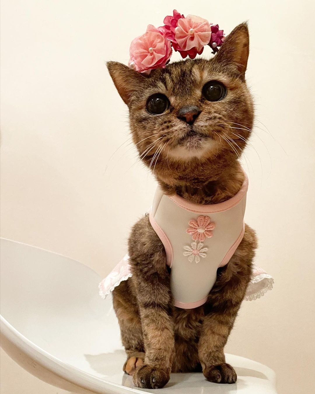 花の髪飾りと洋服を着て座っている猫