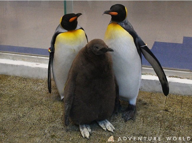 【国内3例目！】アドベンチャーワールドが2年連続でキングペンギンの人工授精に成功