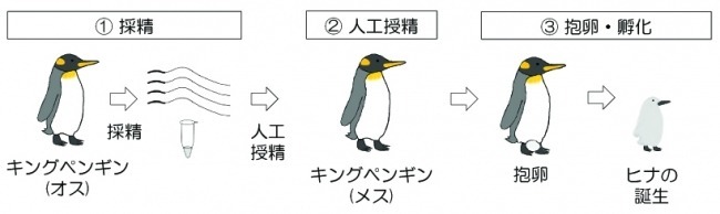 キングペンギンの人工授精の流れを説明している図