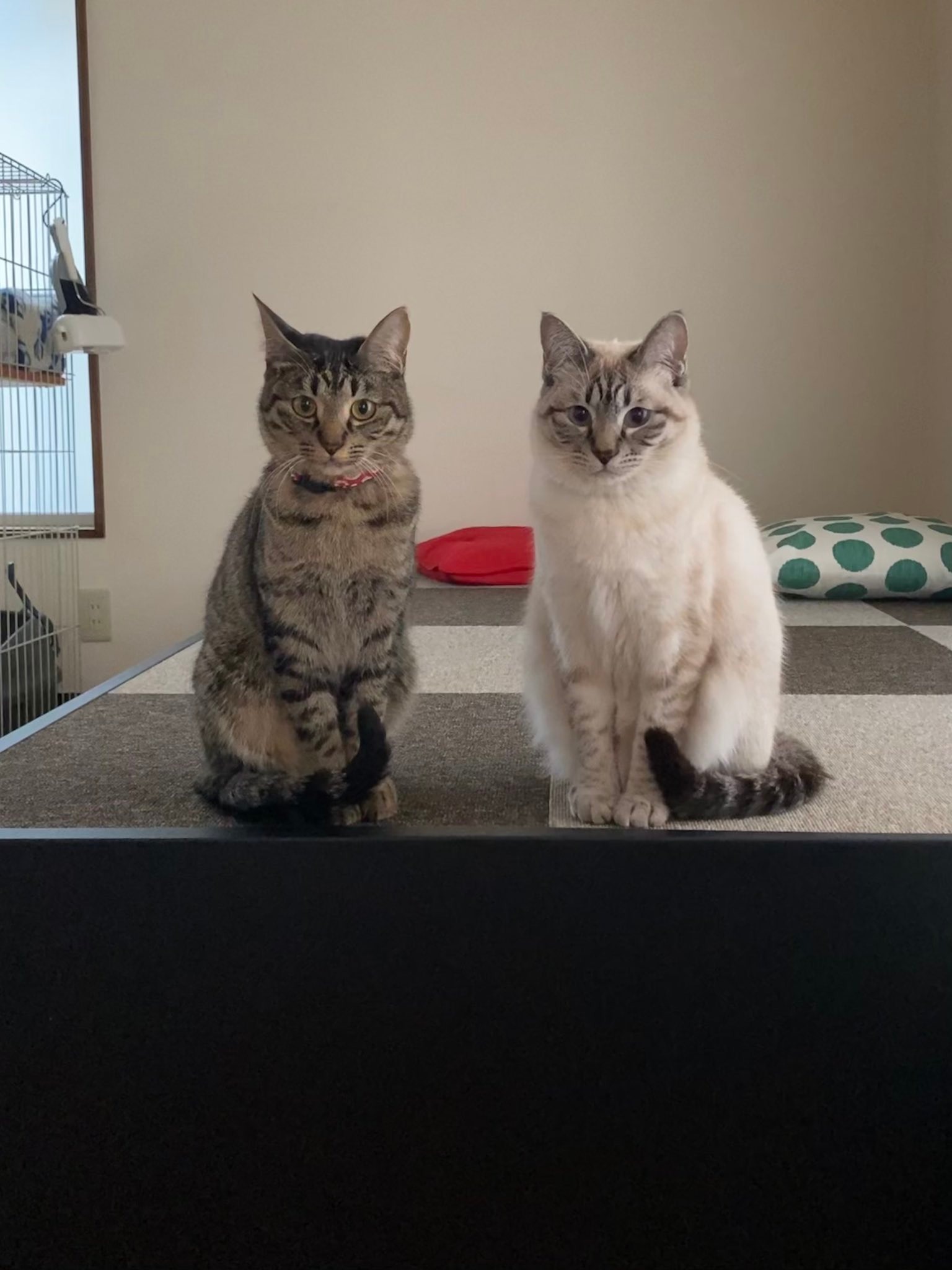 並んで座っている2匹の猫