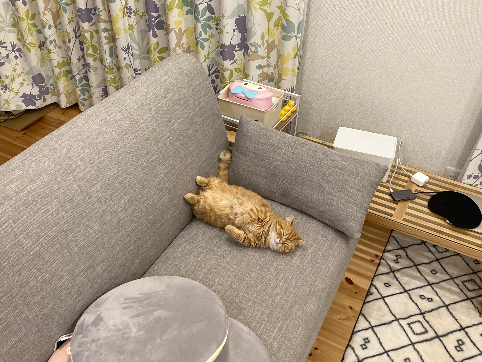 ソファーの上で寝ているマンチカン