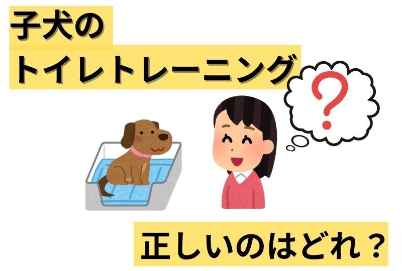【子犬クイズ】子犬のトイレトレーニングの方法のうち正しいのはどれ？