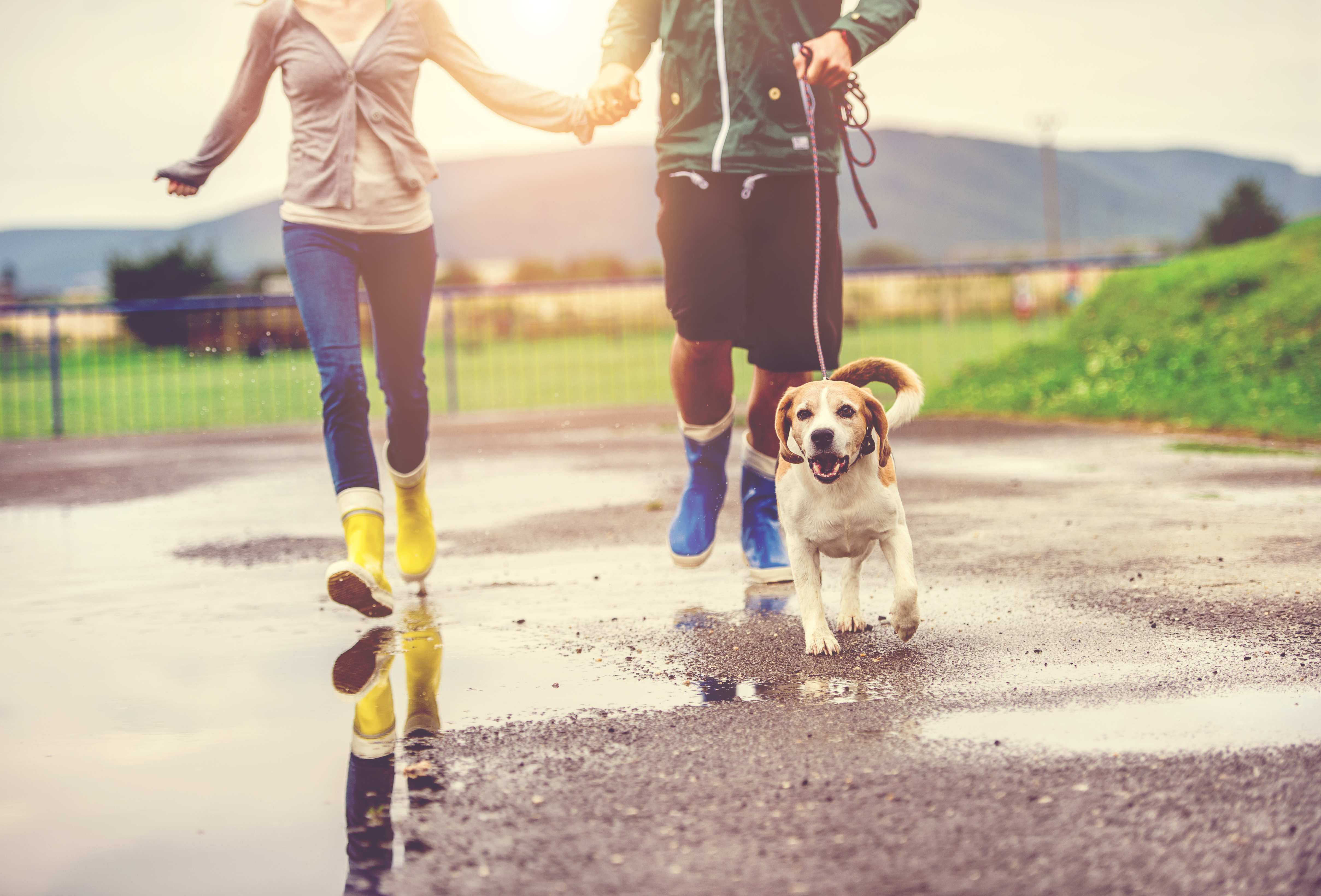 雨上がりの散歩を楽しむ夫婦と犬