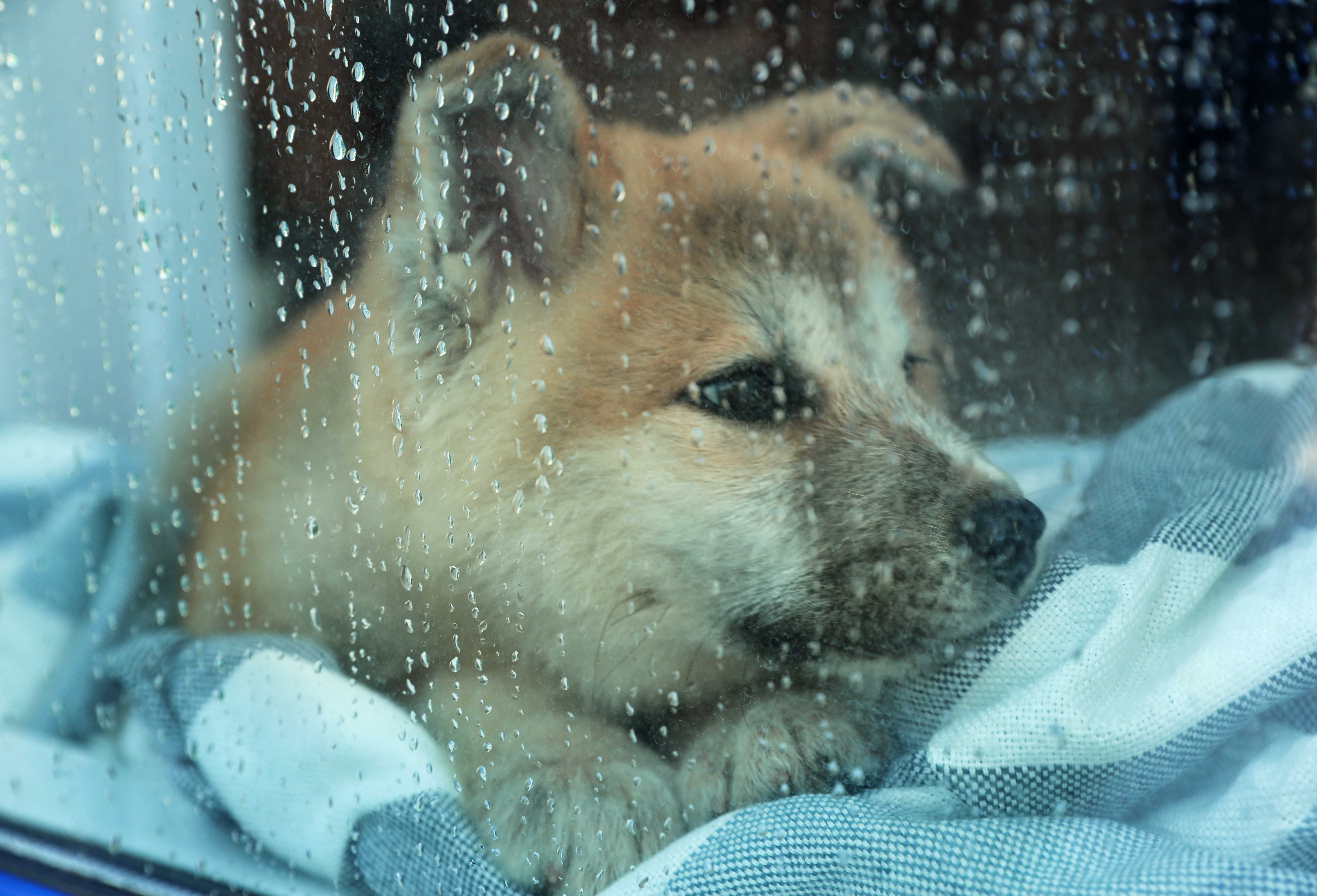雨を見つめる子犬