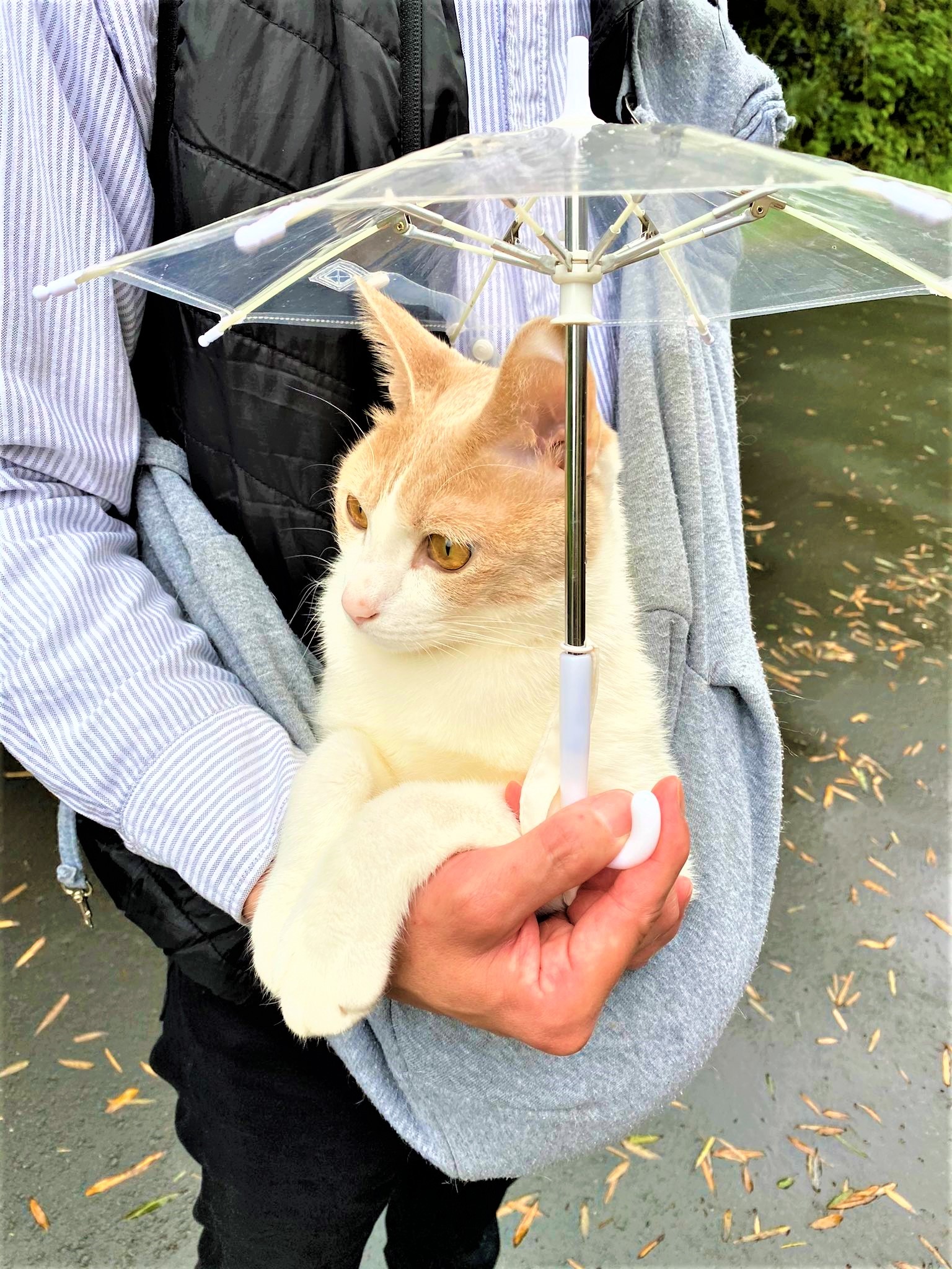 猫　傘