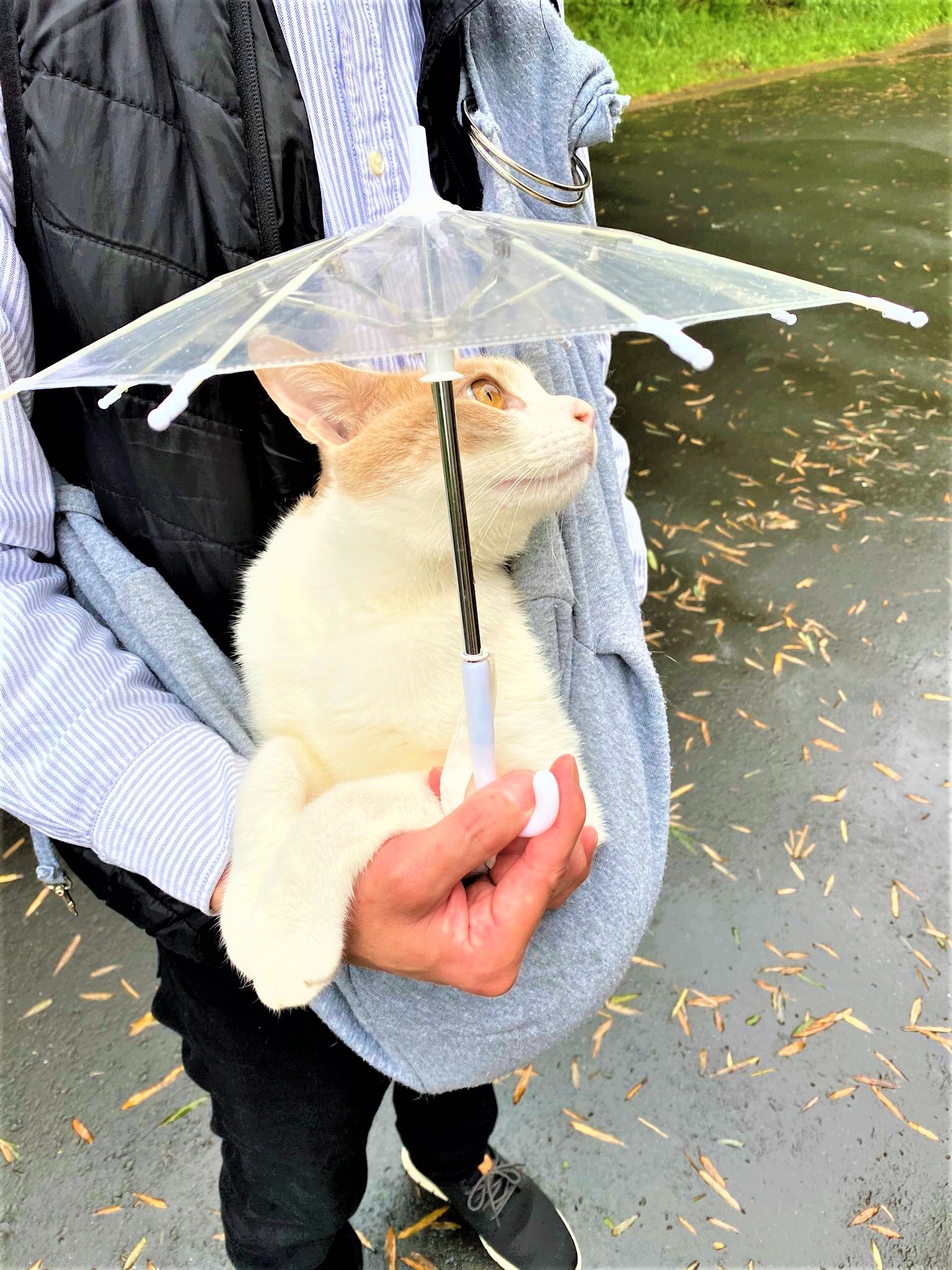 猫　傘