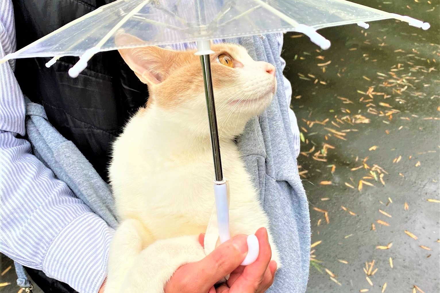 雨の日は傘をさしてお出かけする猫ちゃん！「素敵」「絵になる」と話題に